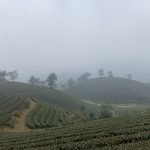 Long coc tea plantation