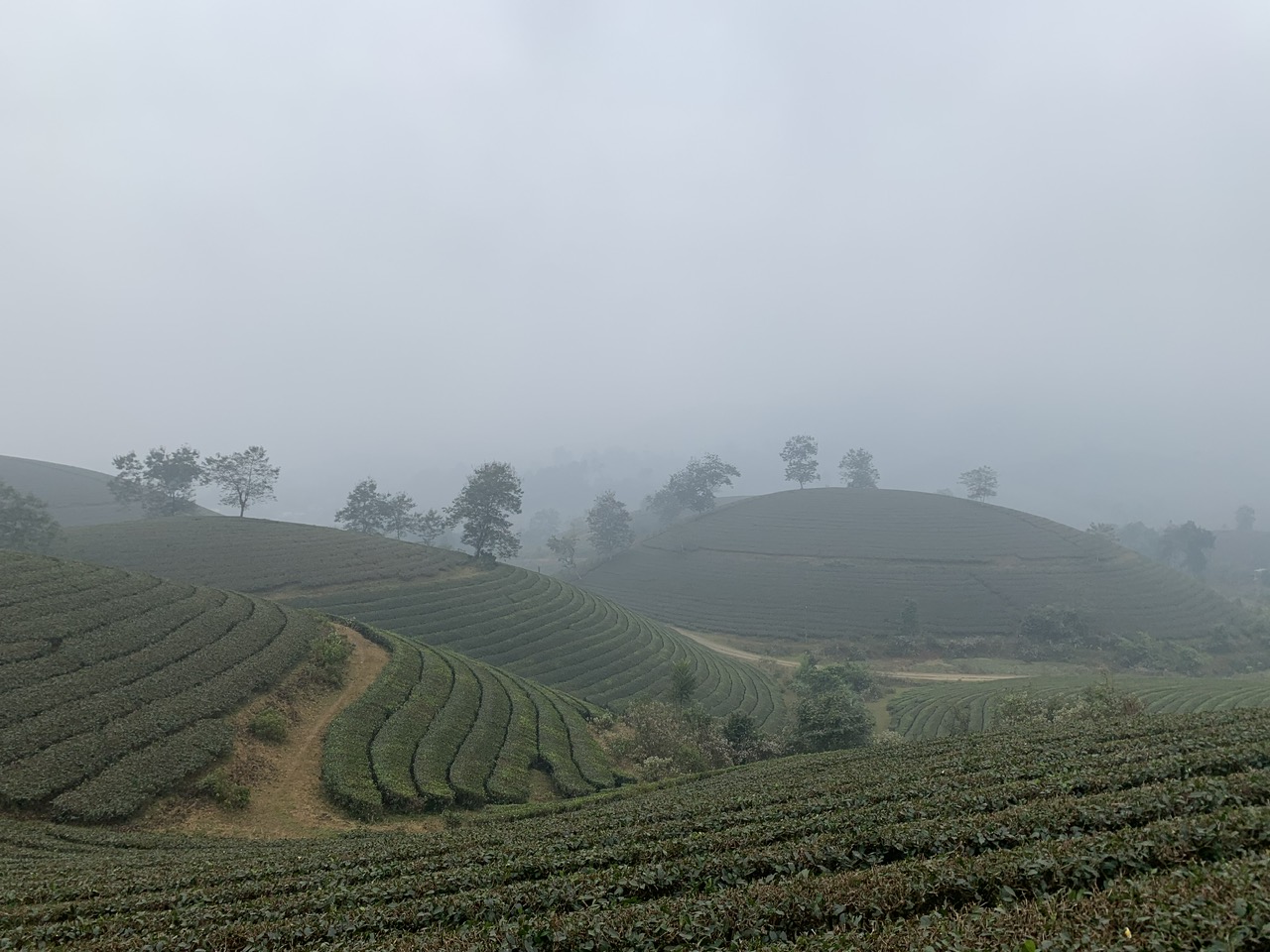 Long coc tea plantation