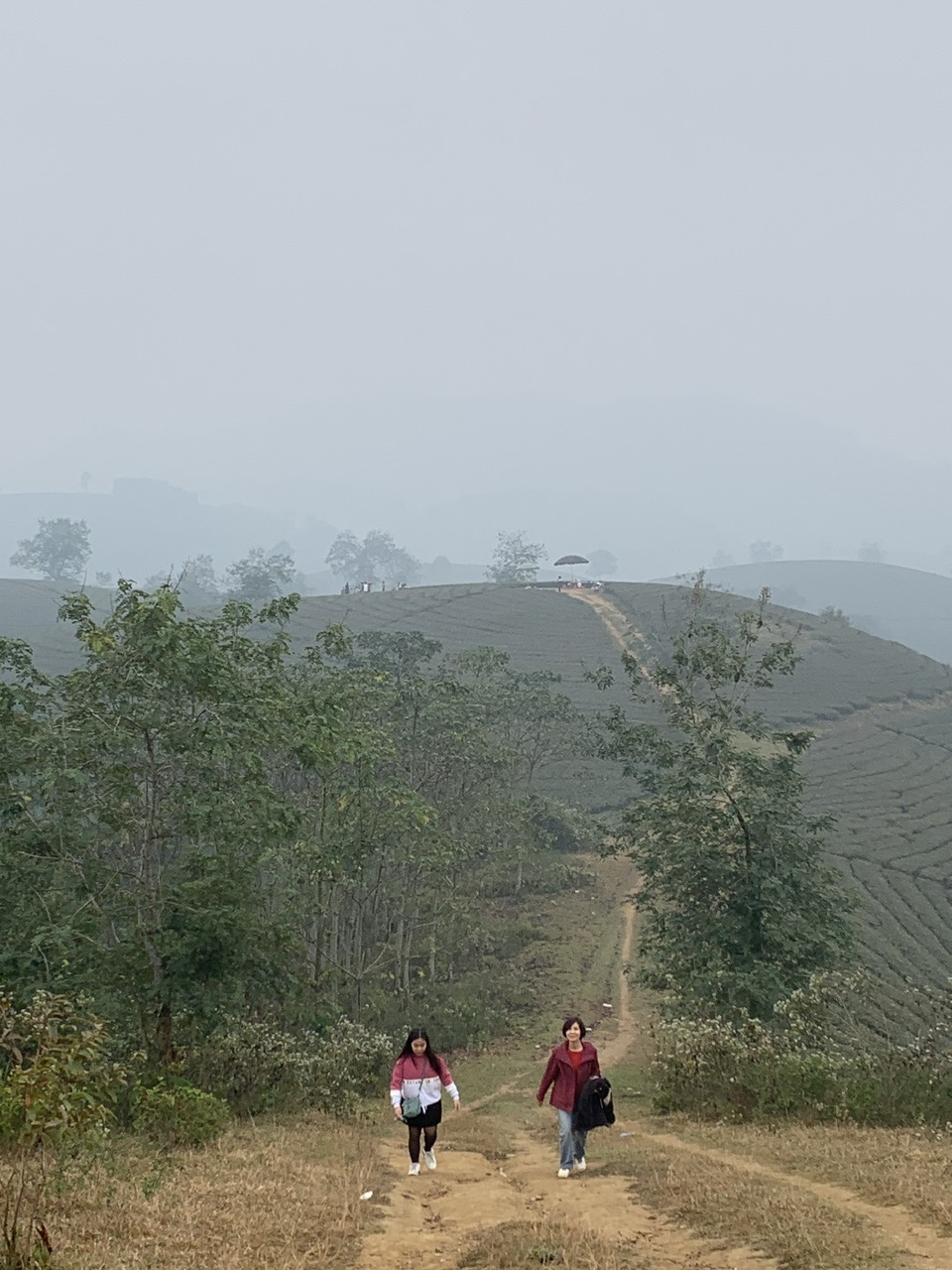 Long coc tea plantation