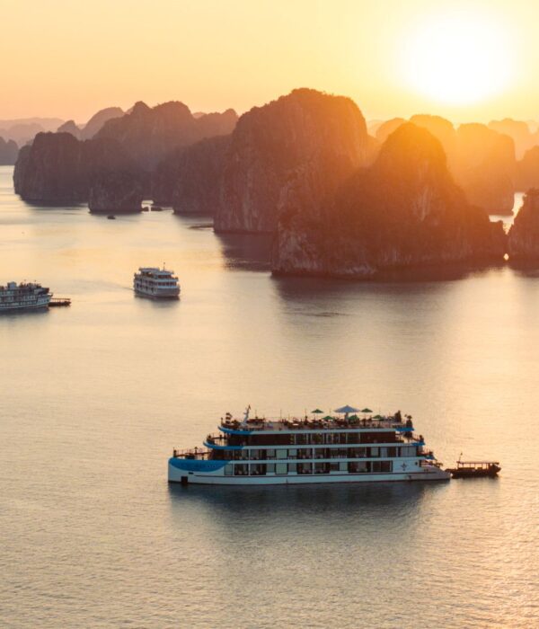 cycad cruise bai tu long bay