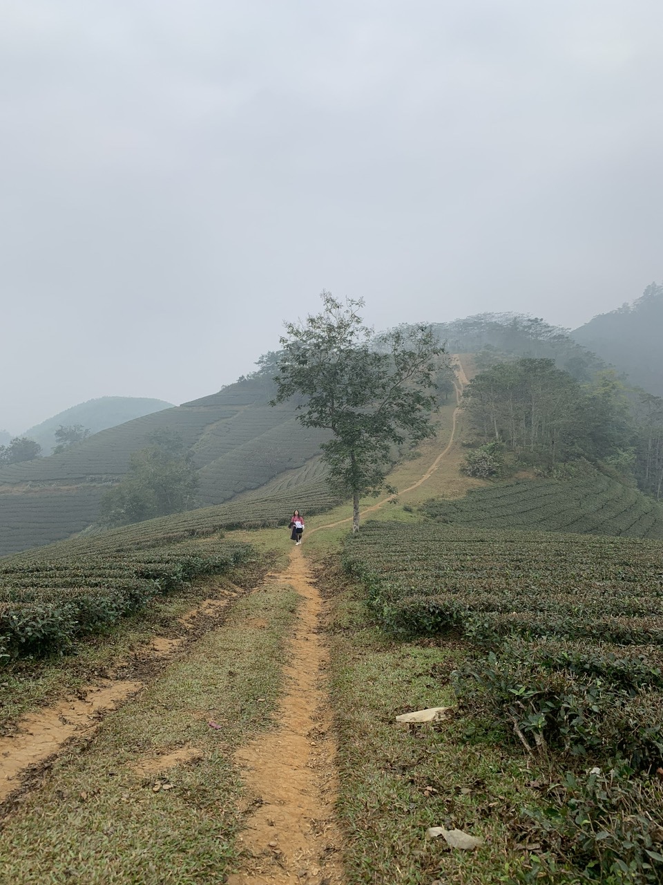 Long coc tea plantation