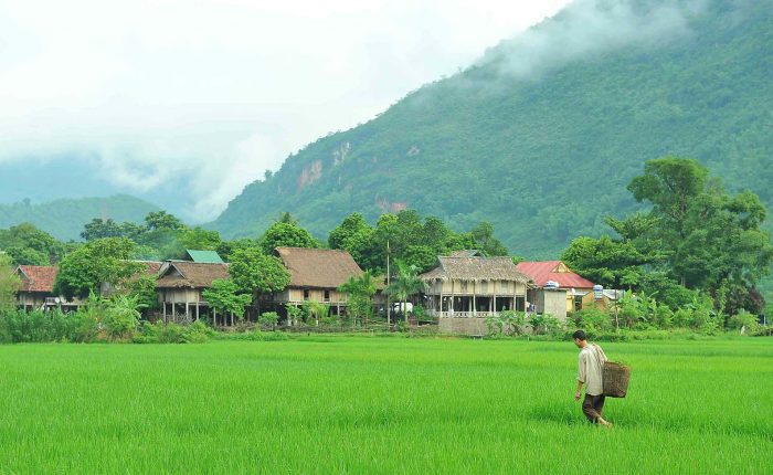 mai chau rice fields