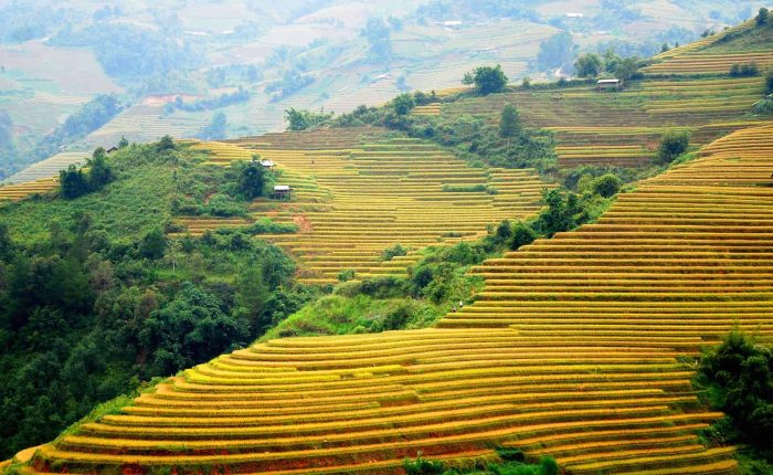 mu cang chai rice fields