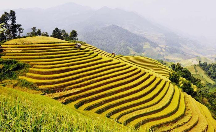 rice terrace mu cang chai
