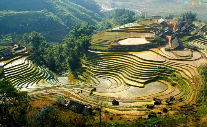 sapa rice fields